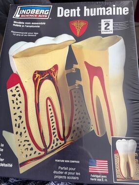 Lindberg Human Tooth Anatomy Model - Yellow & White